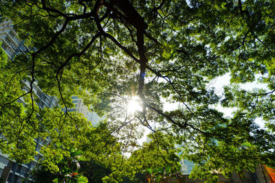 Low angle view of sunlight streaming through trees in forest