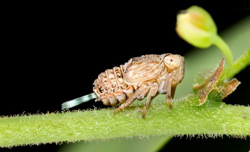 Close-up of insect over black background