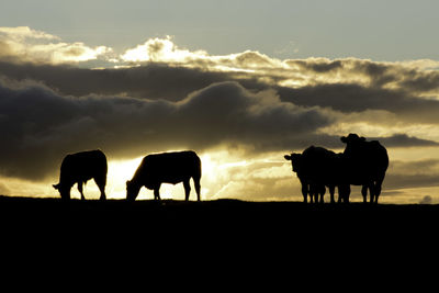 Cattle in silhouette against a low sun in clouds