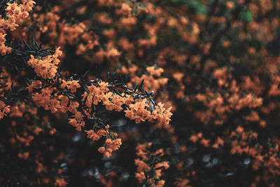 Close-up of orange flowers on tree