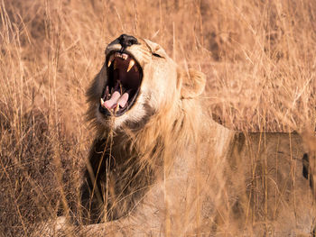 Lion yawning on field