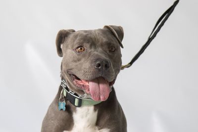 Portrait of dog against white background