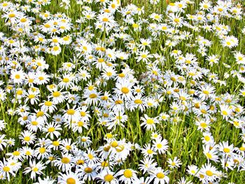 Full frame shot of flowering plants on field