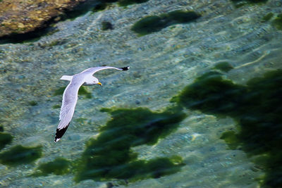 Bird over  water