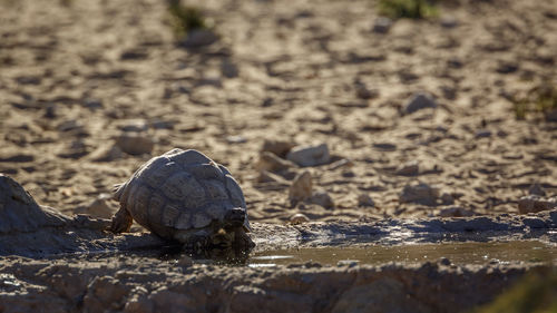 Close-up of turtle on sand at beach