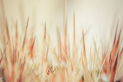 Close-up of plant against blurred background