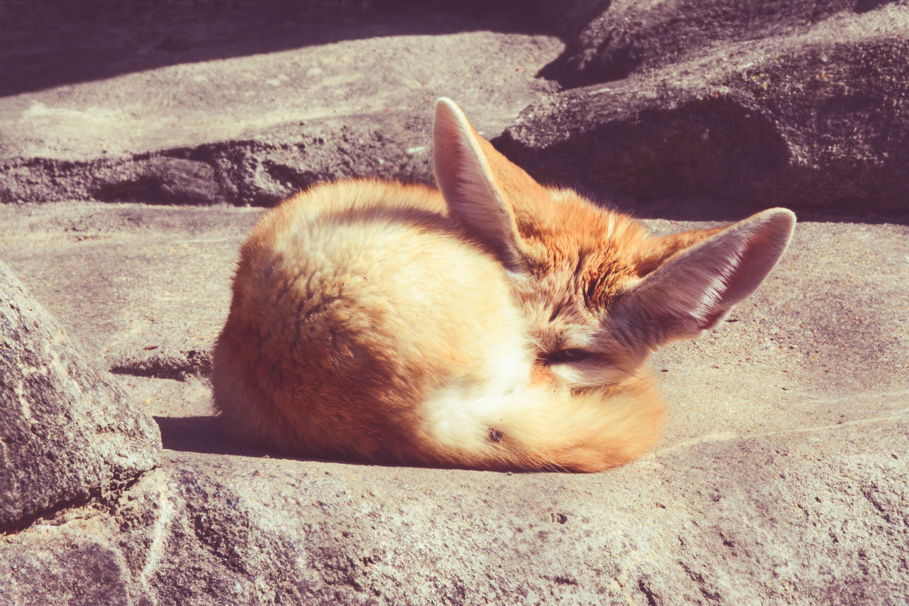 Curled in a ball