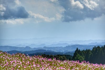 Flowers with trees and mountains against cloudy sky