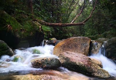 Scenic view of waterfall in forest