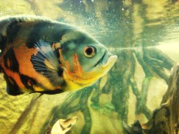 Close-up of fish underwater