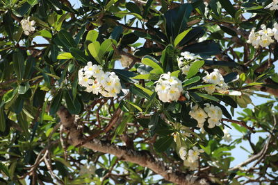 Close-up of white flowering plant