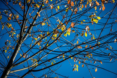 Low angle view of flowering plants against clear blue sky