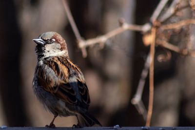 Close-up of bird perching on branch