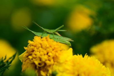 Close-up of insect on yellow flower