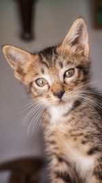 Close-up portrait of tabby kitten