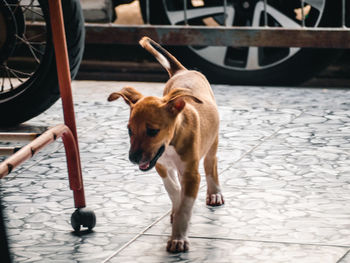 High angle view of dog standing on footpath in city