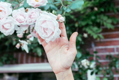 Close-up of hand touching rose on plant in park