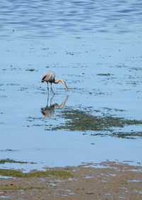 Birds on a lake