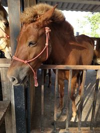 Horses in ranch