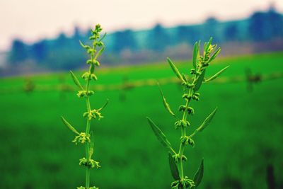 Close-up of plant on field