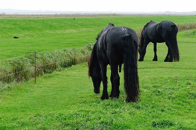 Horses grazing on field