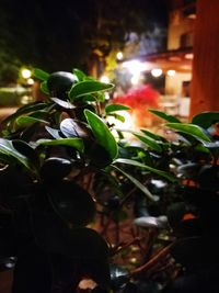 Close-up of illuminated plant at night