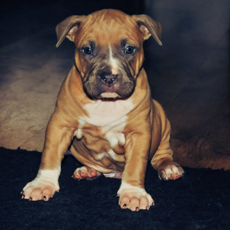 canine, domestic, dog, pets, one animal, domestic animals, mammal, portrait, looking at camera, sitting, indoors, people, front view, vertebrate, close-up, flooring, purebred dog