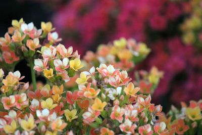 Yellow, orange, red and green kalanchoe flowers