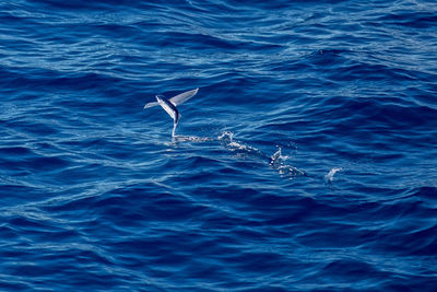 Bird swimming in sea against blue sky