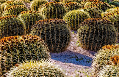 Round cactus called gold bullet