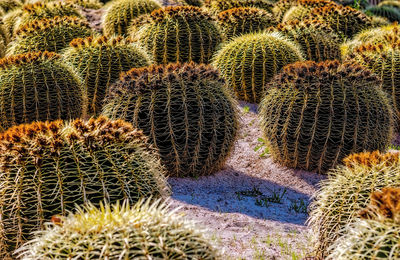 Full frame shot of succulent plant on field