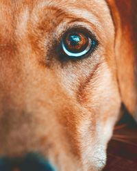 Close-up portrait of dog