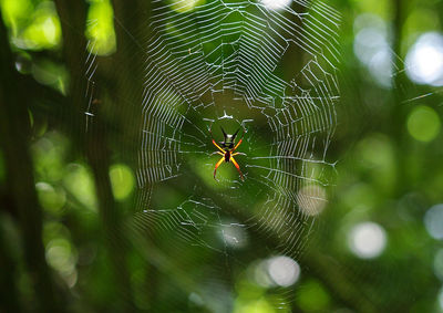 Close-up of spider on web