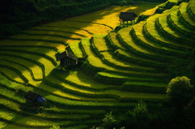 Scenic view of rice paddy