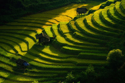 Scenic view of terraced field