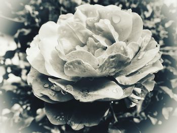 Close-up of rose flower