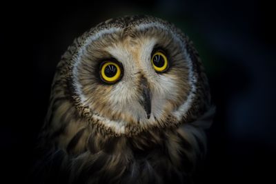 Close-up portrait of owl