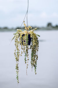 Close-up of plant hanging over lake against sky