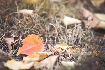 Close-up of dry leaves on field