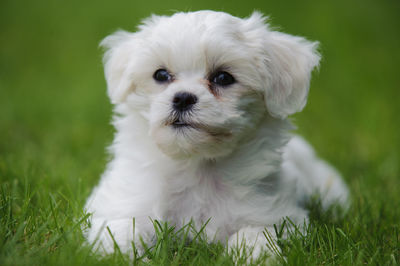 Young havanese puppy dog in portrait