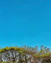 Low angle view of plants against clear blue sky