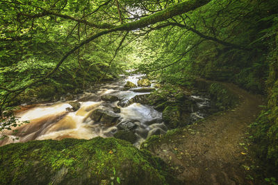 Scenic view of waterfall in forest