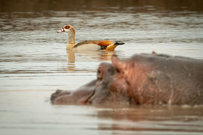 Egyptian goose swims past hippo in waterhole