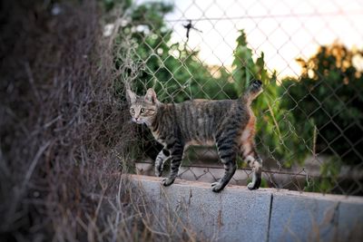 Cat on ground