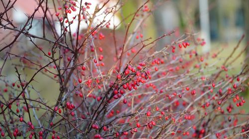 Close-up of red flowering plant