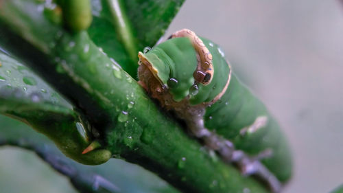 Close-up of wet plant