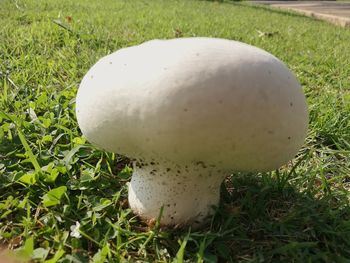 High angle view of mushroom growing on field