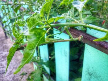 Close-up of insect on plant