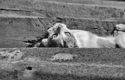 A cat looking up 