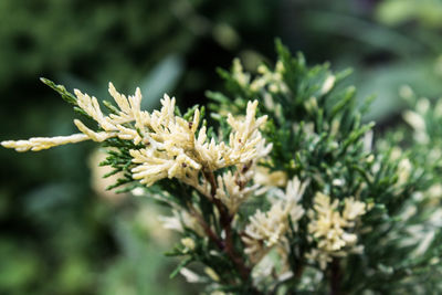 Close-up of flowers